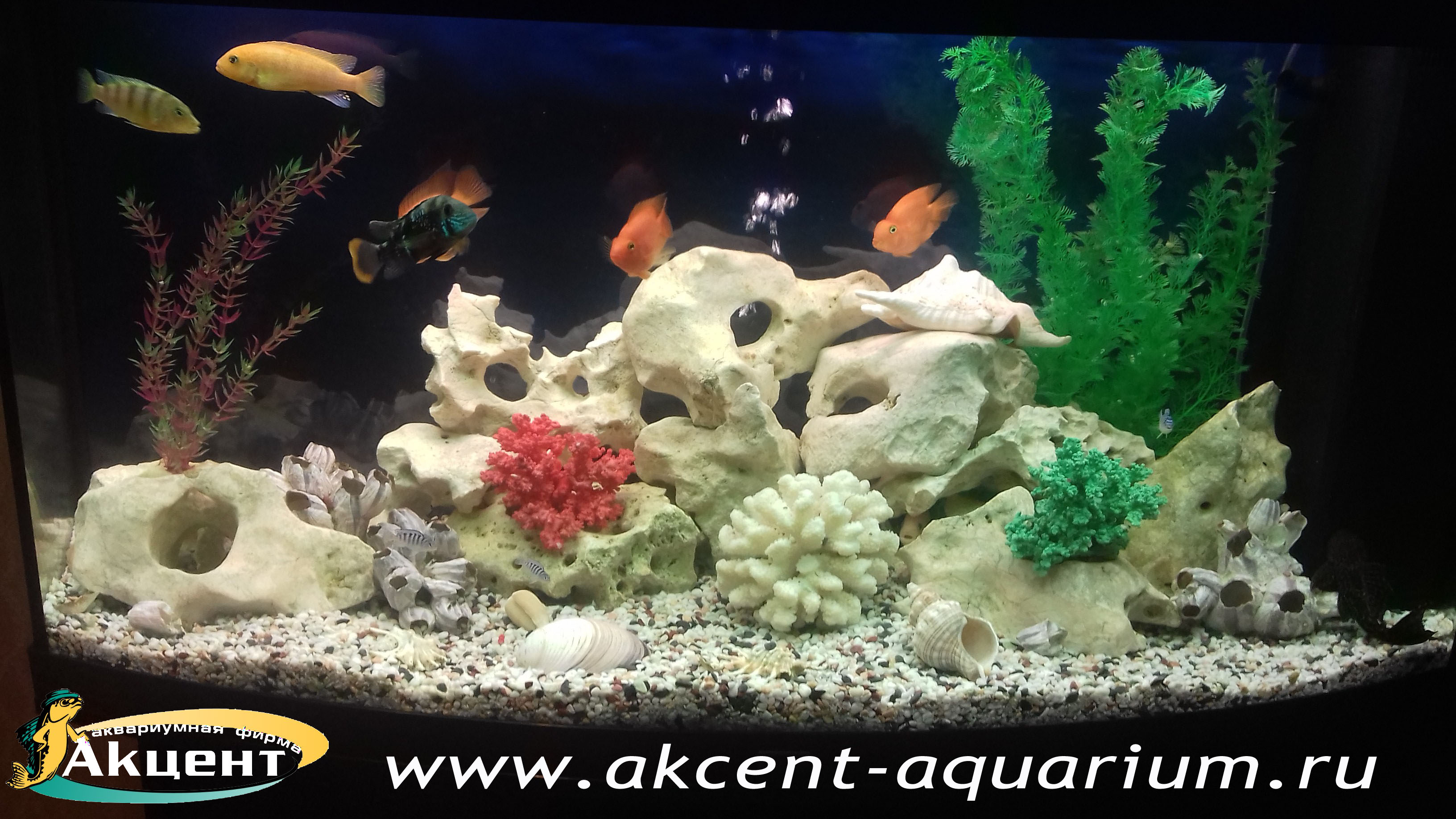 Акцент-аквариум, аквариум 240 литров, псевдоморе, кенийский камень,африканские цихлиды, бирюзовые акары, попугаи